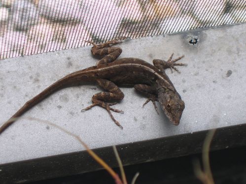 Florida 2010 087