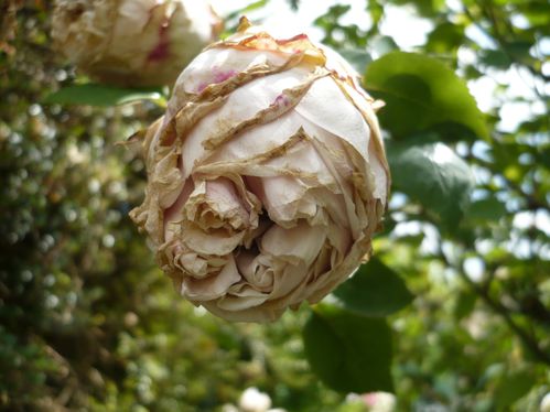 rose chiffon ancienne malade