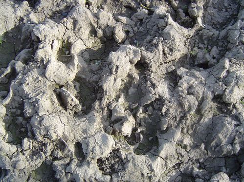Terre malaxee par les sabots des vaches jpg