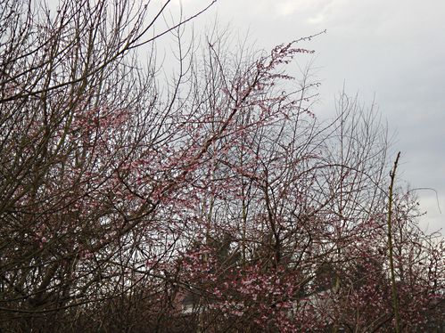Prunus-x-subhirtella-Autumnalis-Rosea.jpg