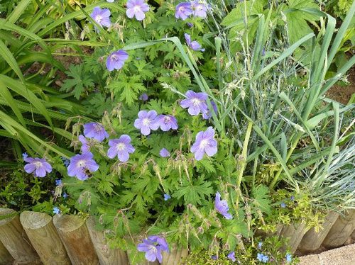 FotoSketcher---geranium-vivace-2011-mai-002--1-.jpg