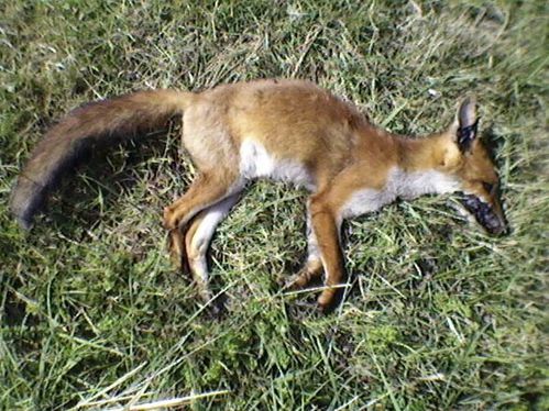 Renard.jpg