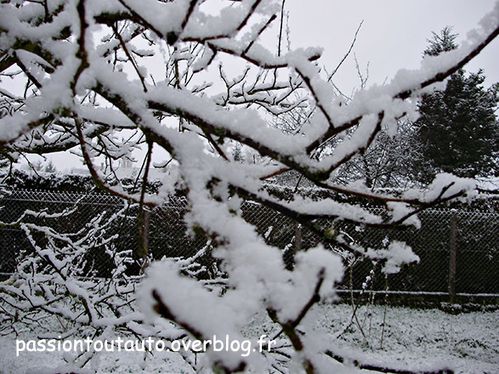 Arbre-2.jpg