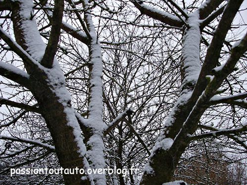Arbre