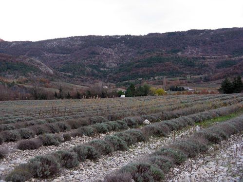 Conda-lavande-CC