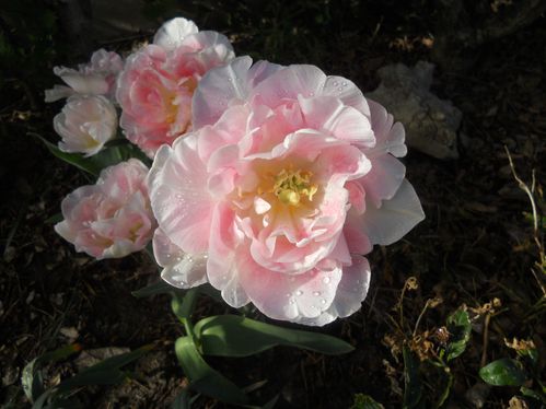 DSCN5593.JPG