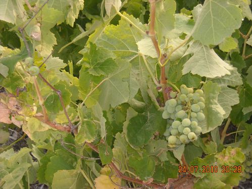 DSCN3780.JPG