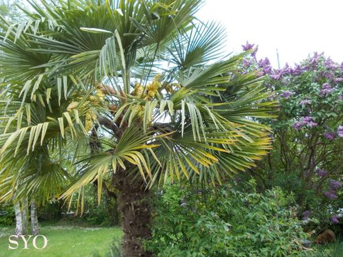 Jardin 07-05-2014-Mamigoz (1)