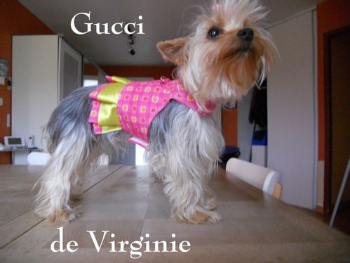 manteau pour chien yorkshire toy