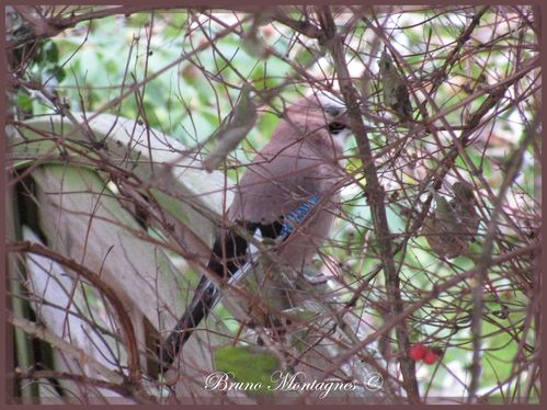 Photos-blog 3082 copier