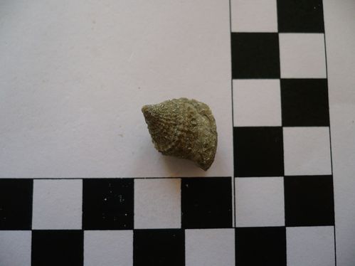 Encyclus meriani 1a