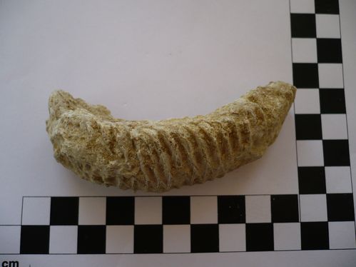 Rastellum carinatum 4a