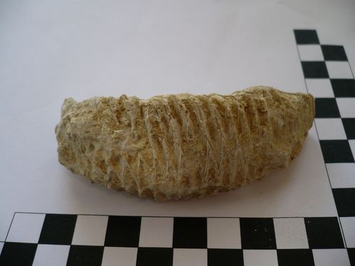 Rastellum carinatum 4b