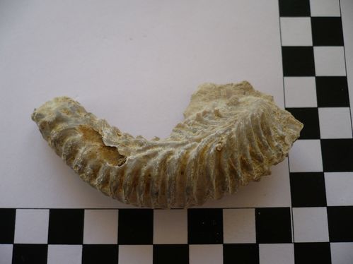 Rastellum carinatum 4c