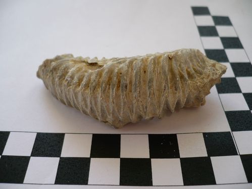 Rastellum carinatum 5a