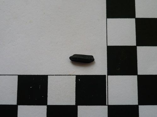 dent d'Heterodontus sp. 1a
