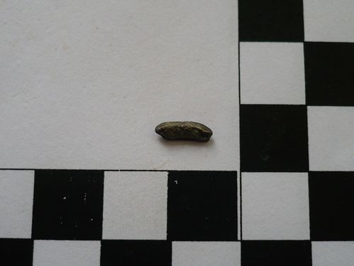 dent d'Heterodontus sp. 1b