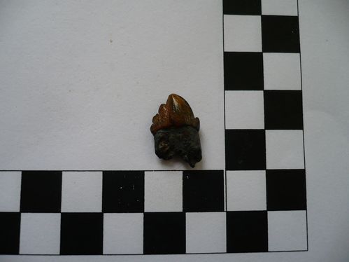 dent de Squalodon sp. 1a