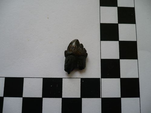 dent de Squalodon sp. 1b