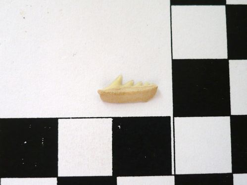 dent latérale inférieure de Weltonia ancistrodon 1a
