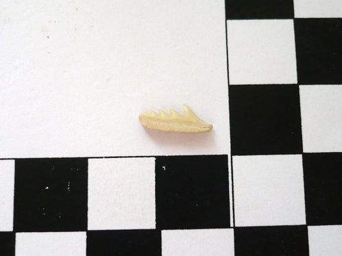 dent latérale inférieure de Weltonia ancistrodon 1b