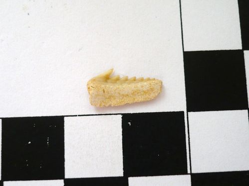 dent latérale supérieure d'Hexanchus microdon 1a