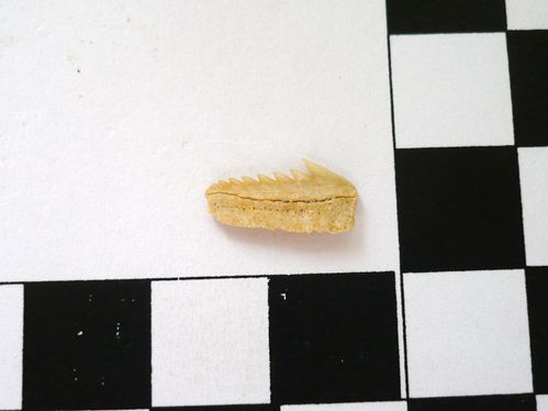dent latérale supérieure d'Hexanchus microdon 1b