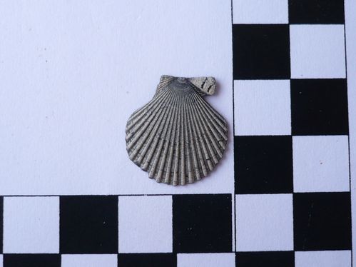 Aequipecten opercularis 1a