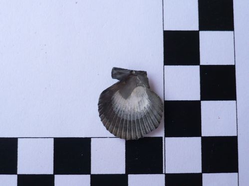 Aequipecten opercularis 1b