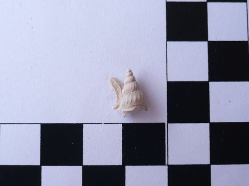 Aporrhais scaldensis 2a
