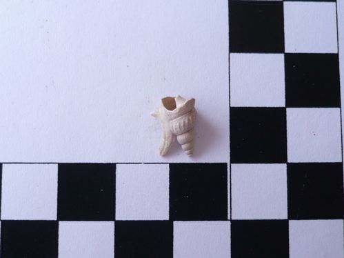 Aporrhais scaldensis 2b