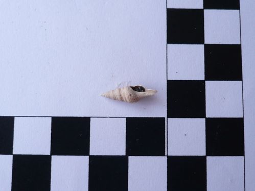 Gemmula antwerpiensis 1a