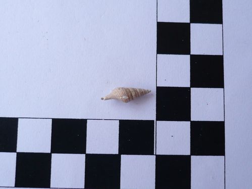 Gemmula antwerpiensis 1b