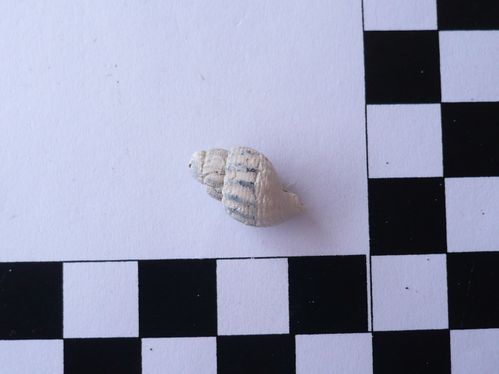 Hinia reticosa 1a