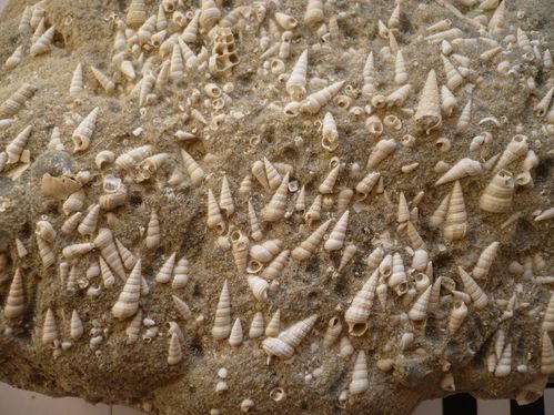 Plaques de grès montrant une accumulation de peti-copie-2