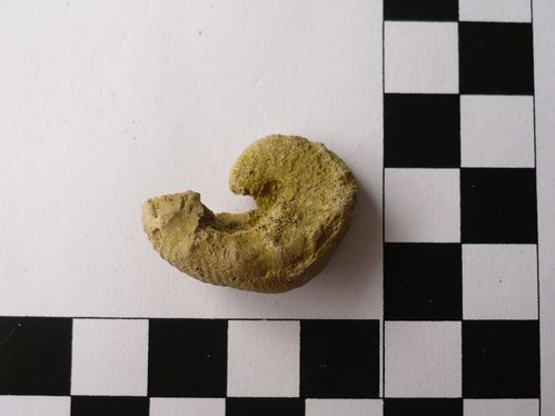 Scaphites aequalis 1a