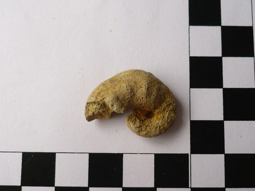 Scaphites aequalis 1b