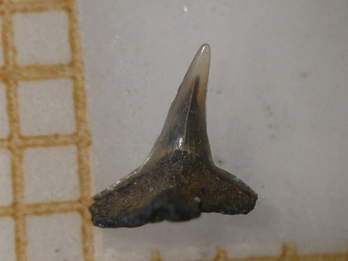 dent de Squatina angeloides 1a