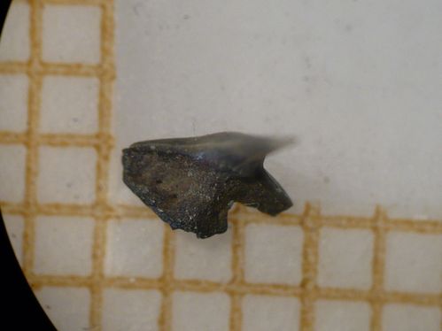 dent de Squatina angeloides 1b
