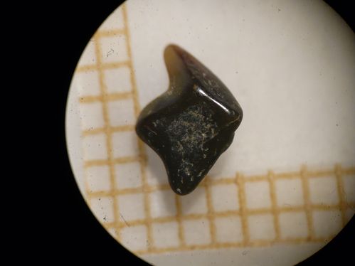 dent de squaliforme 1a