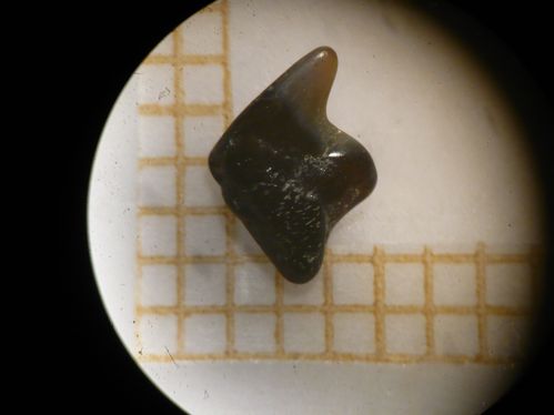 dent de squaliforme 1b