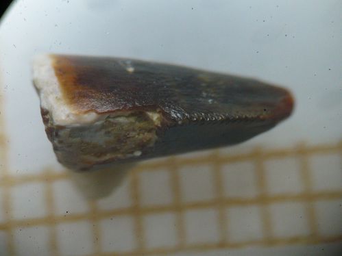 dent de Pristichampsus sp. 1c