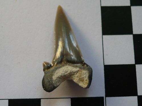 dent antérieure de Cretolamna appendiculata 1b