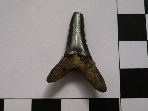 dent supérieure de Scapanorhynchus raphiodon 1b