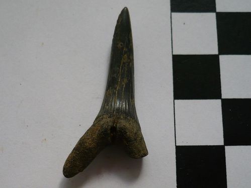 dent supérieure de Scapanorhynchus raphiodon 2a