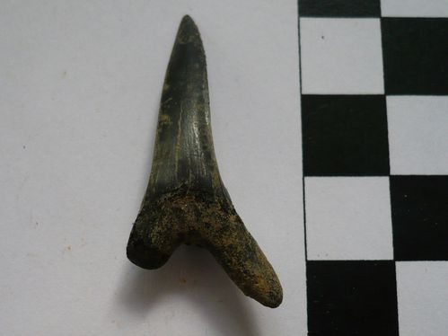 dent supérieure de Scapanorhynchus raphiodon 2b