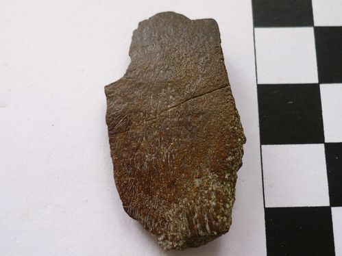 Plaque costale de Thalassemys sp. 2a