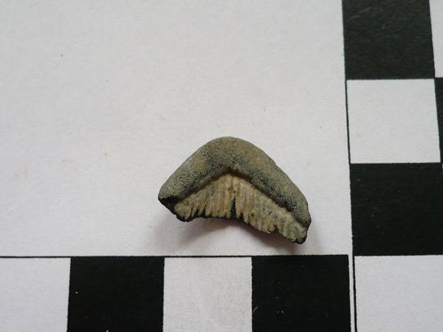chevron dentaire d'Aetobatis arcuatus (Calvert Cliffs) 5