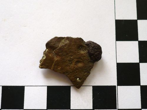 ostéoderme + pyrite 1a