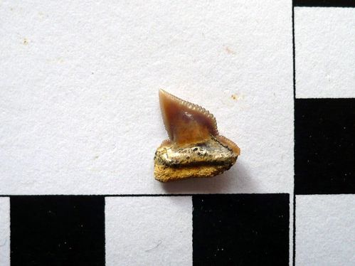 dent de Ptychocorax sp. 6b